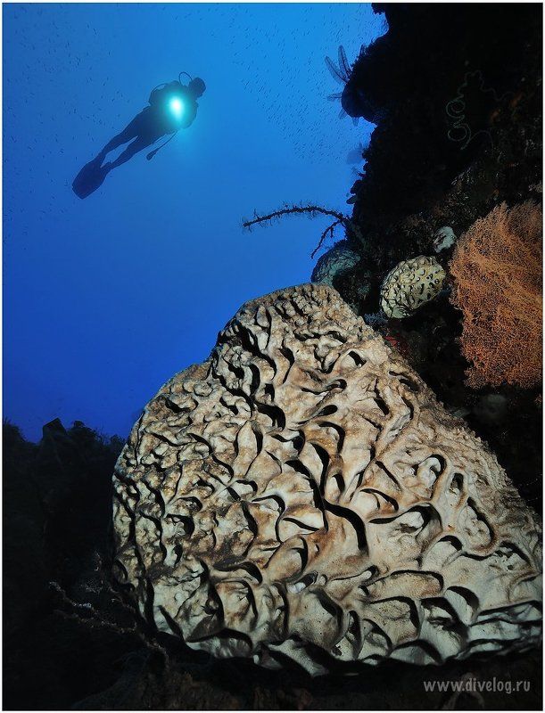 Горонтало, Дайвинг, Кораллы, Широкий угол ГОРОНТАЛО-1 фото превью