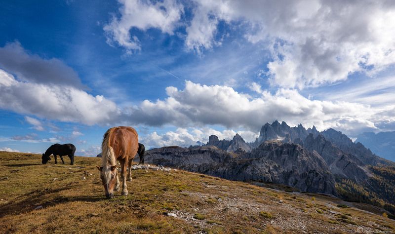 Wild horses фото превью