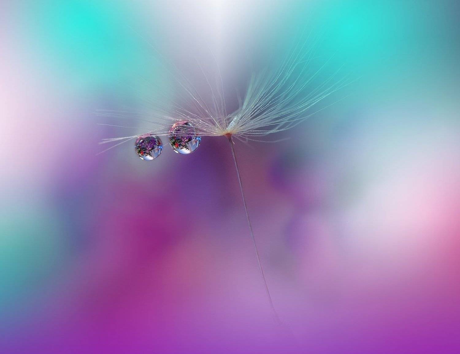 macro,closeup,drop,water,dandelion,nikon, Juliana Nan