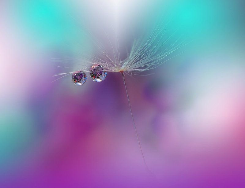 macro,closeup,drop,water,dandelion,nikon .\\o.o/. фото превью