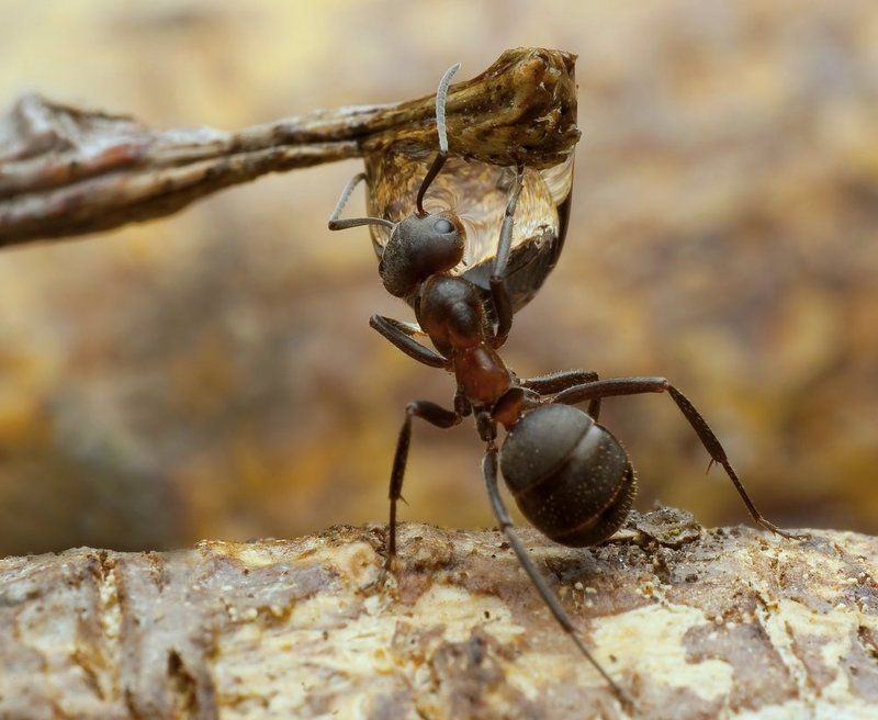 kropla życia фото превью