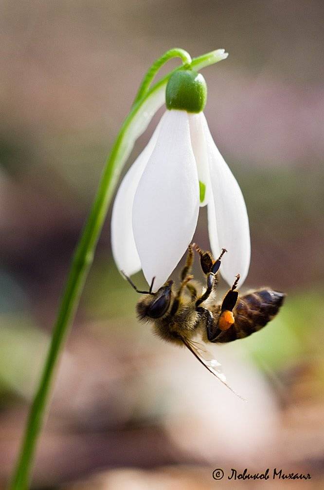 , Ловиков Михаил