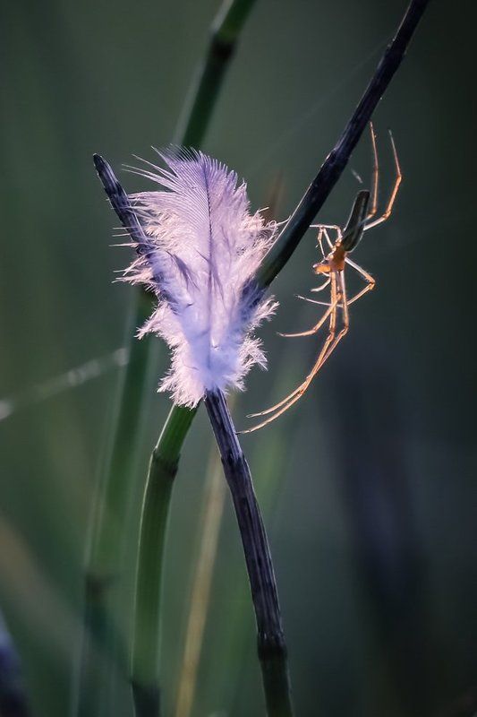 Кружевных узоров мастера. фото превью