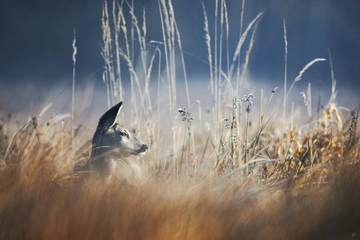 Morning, Roe-deer, Wildlife, Wojciech Grzanka