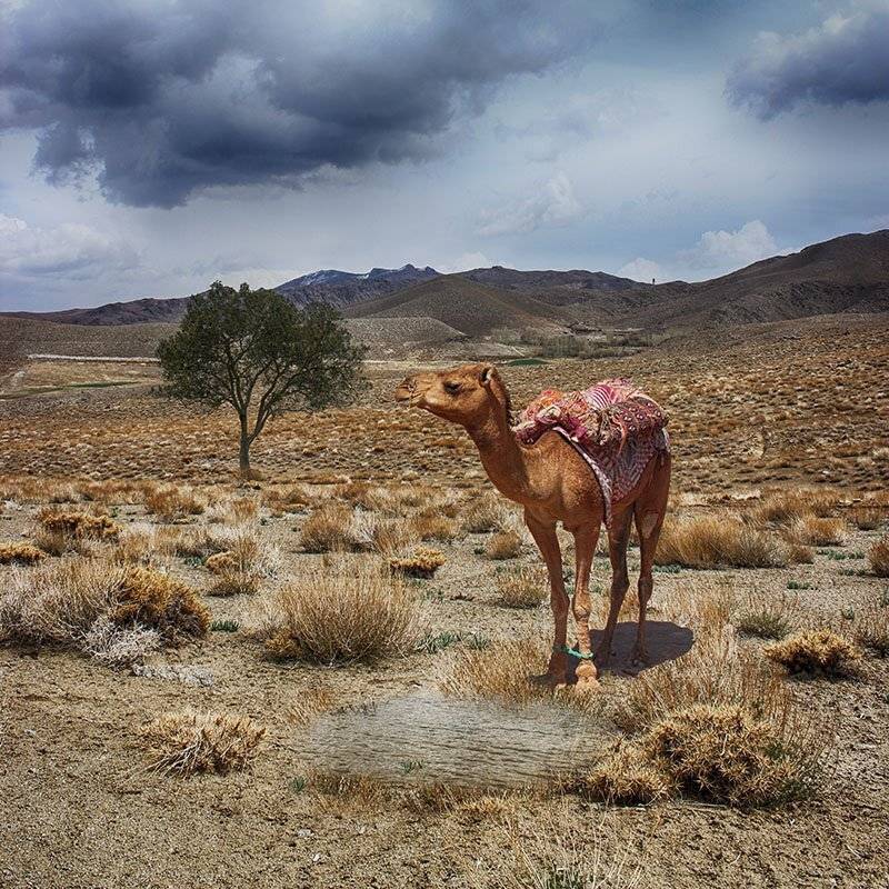 Animal, camel, tree, desert, mountain, cloud, nature, landscape, milad safabakhsh,, milad safabakhsh