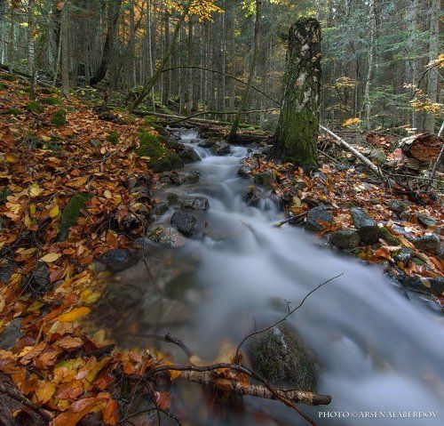 ОСЕННИЙ РУЧЕЙ-2