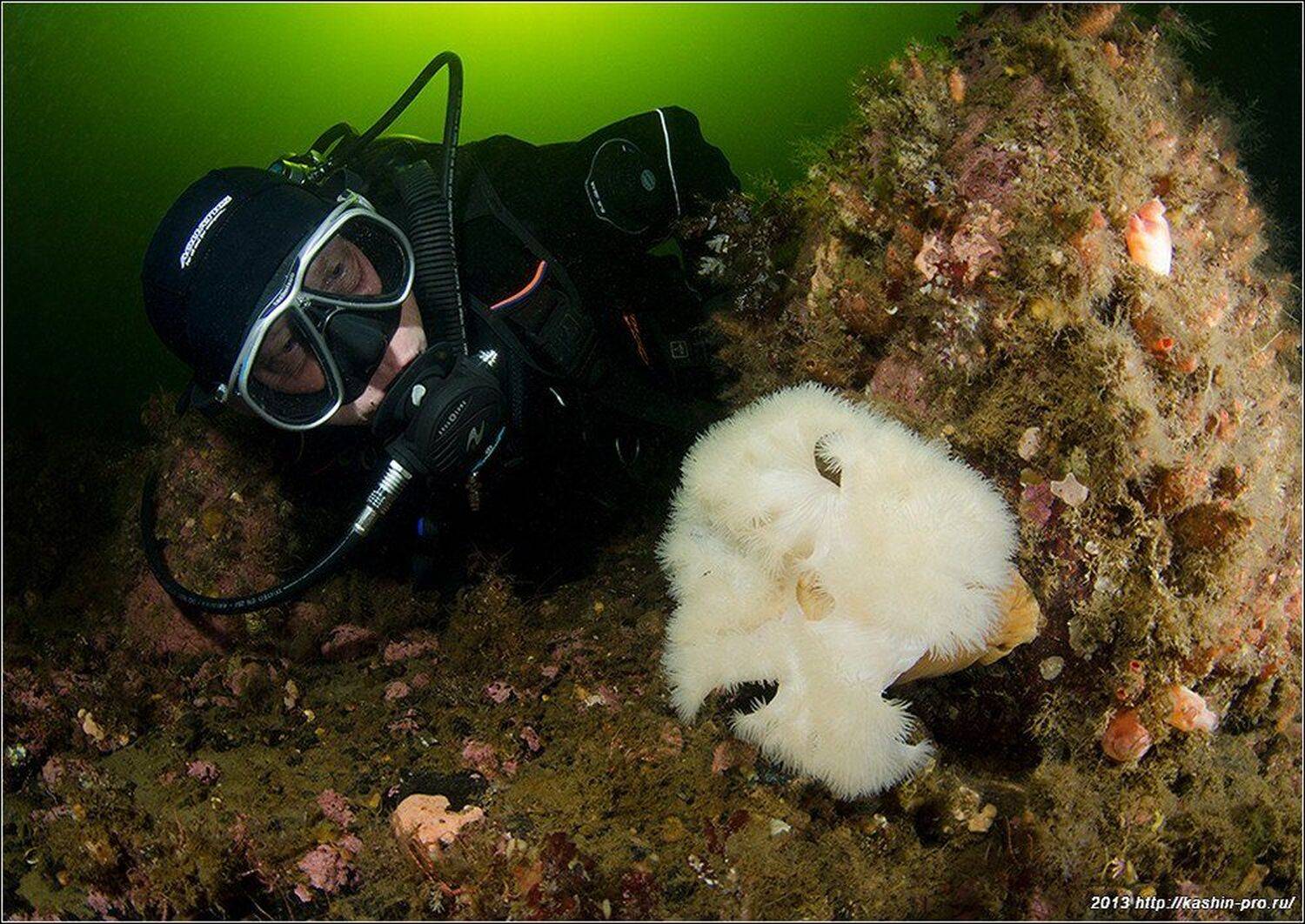 , Андрей Кашин