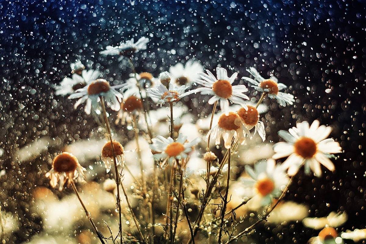 ромашки, Наталья