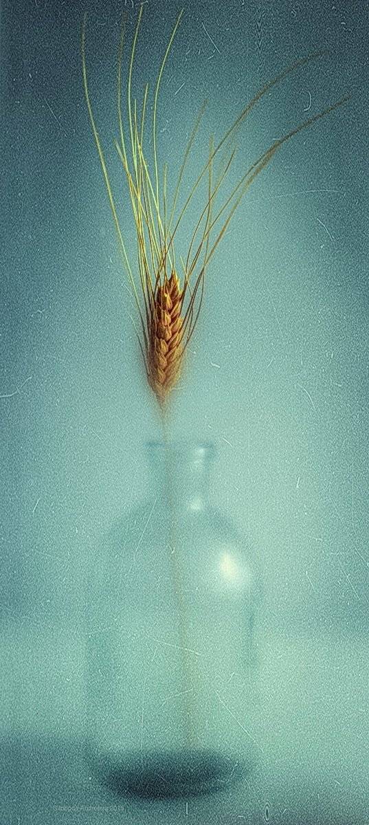 , Svoboda Andreeva