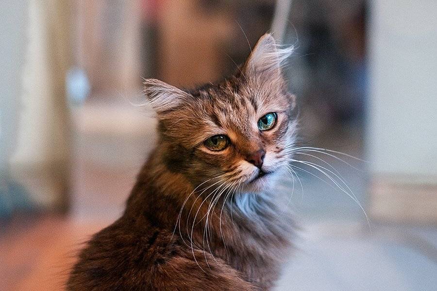 , Марина Сивакова