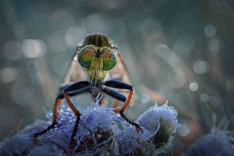 the other side of pirate фото превью