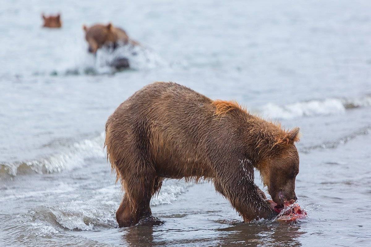 Камчатка, Лосось, Медведь, Озеро, Денис Будьков