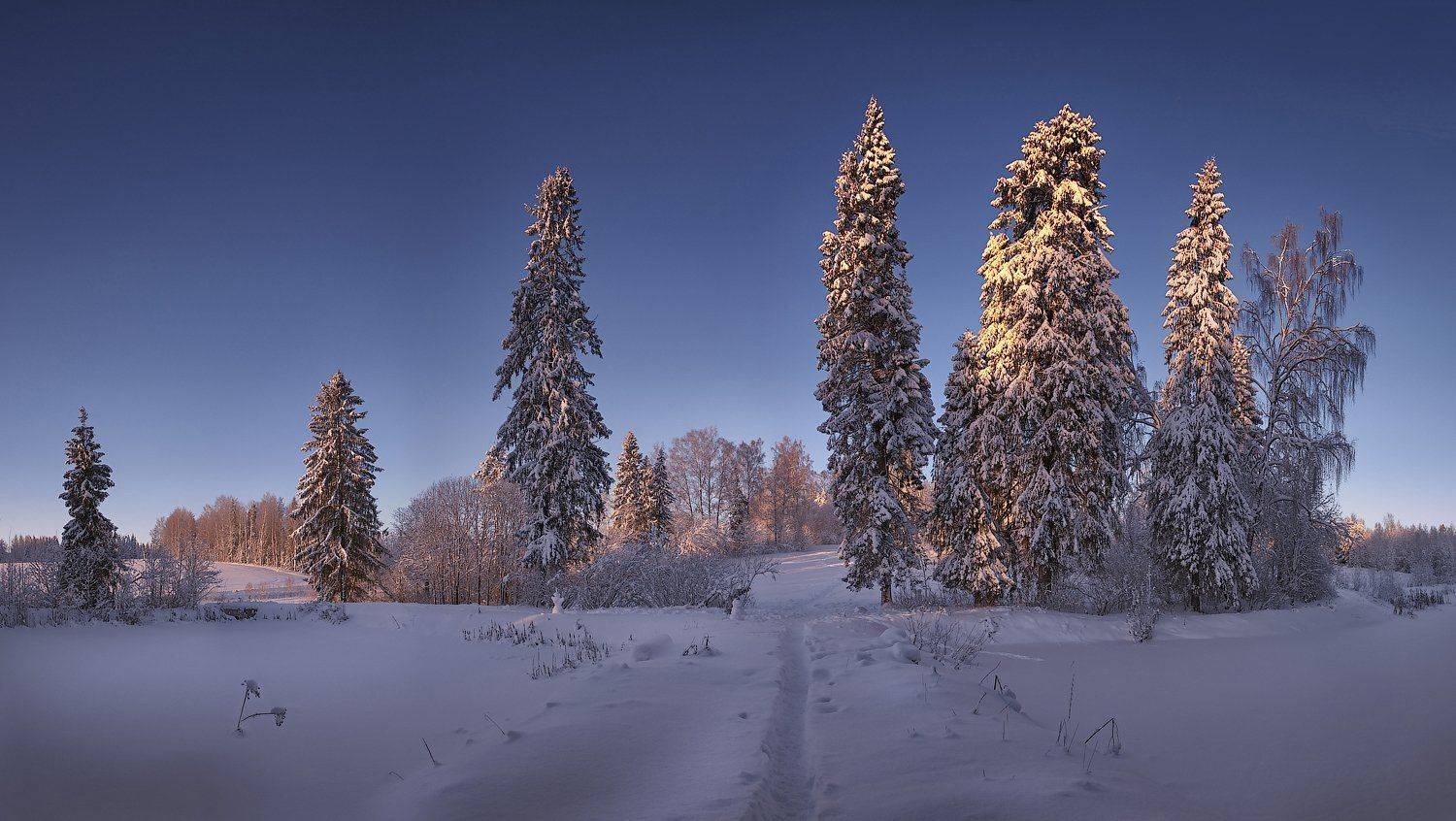 , Марина Никифорова