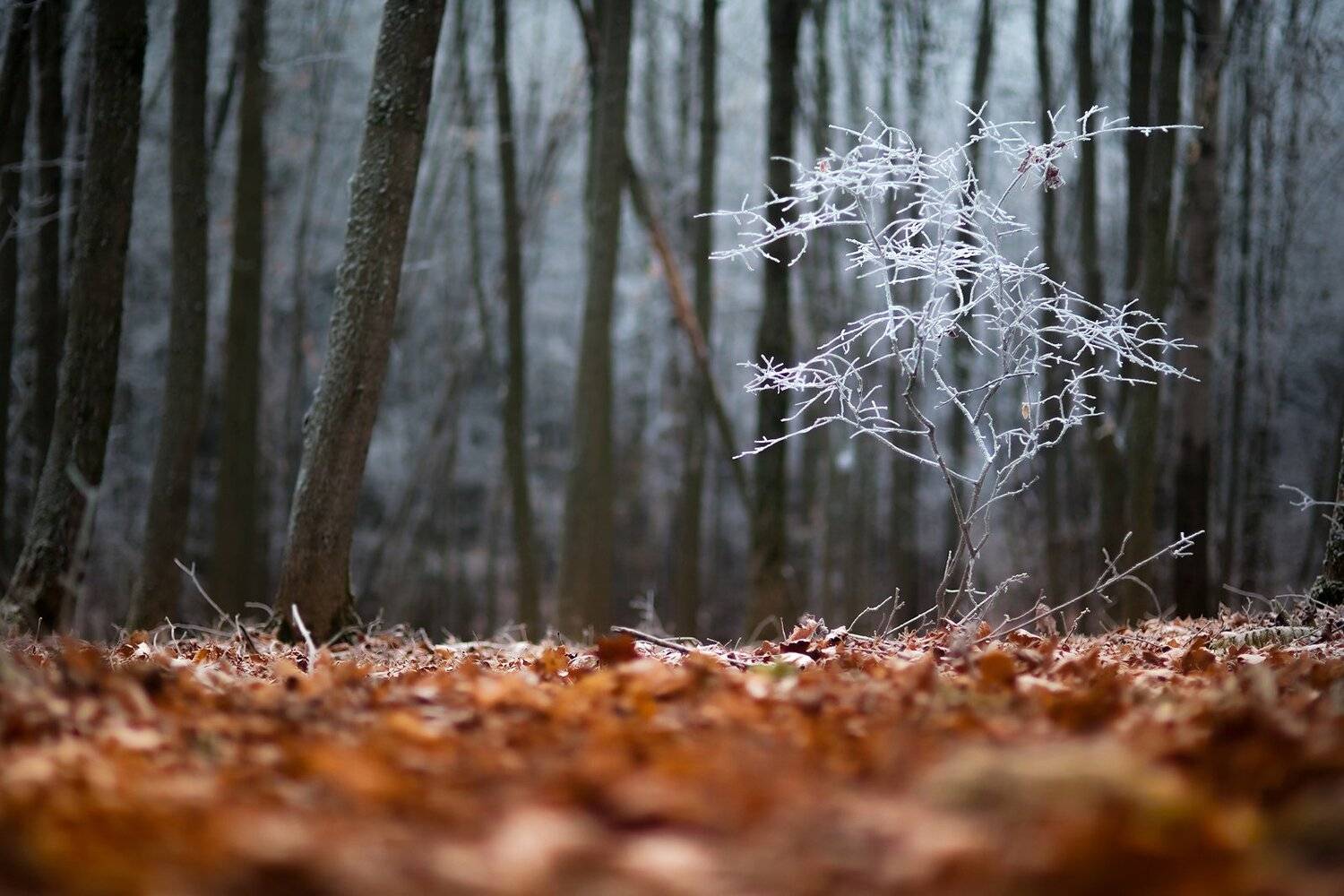 , Копычко Михаил