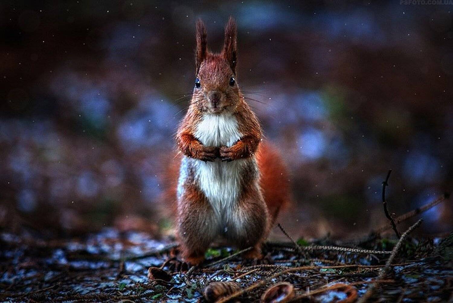 2015, Snow, Squirrel, Winter, Белка, Зима, Снег, Полюшко Сергей