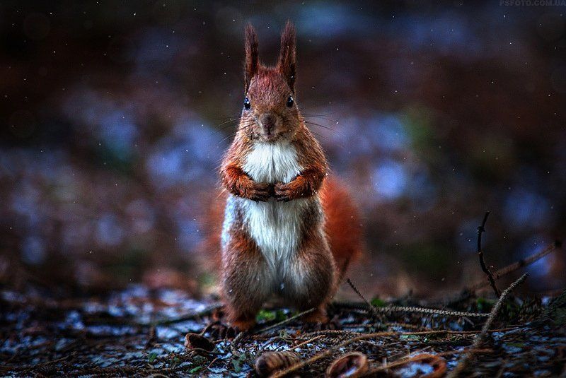 2015, Snow, Squirrel, Winter, Белка, Зима, Снег Мастер дзен фото превью