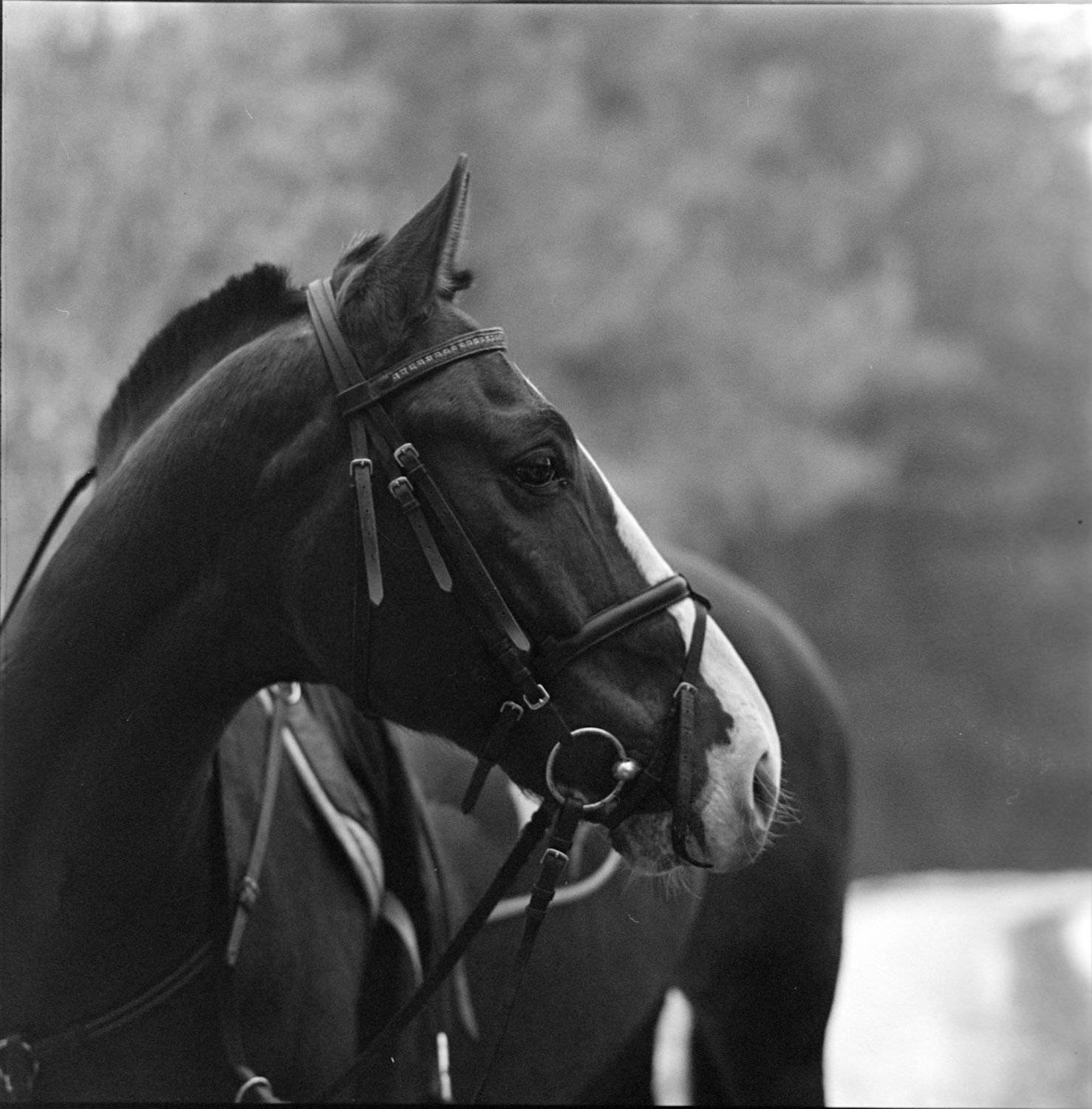 , hasselblad, Kodak, конь, пленка, Средний формат, Ч/б, Самойлов Алексей