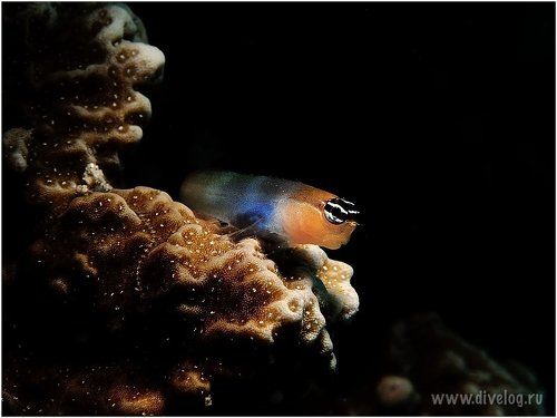 ГОРОНТАЛО-2