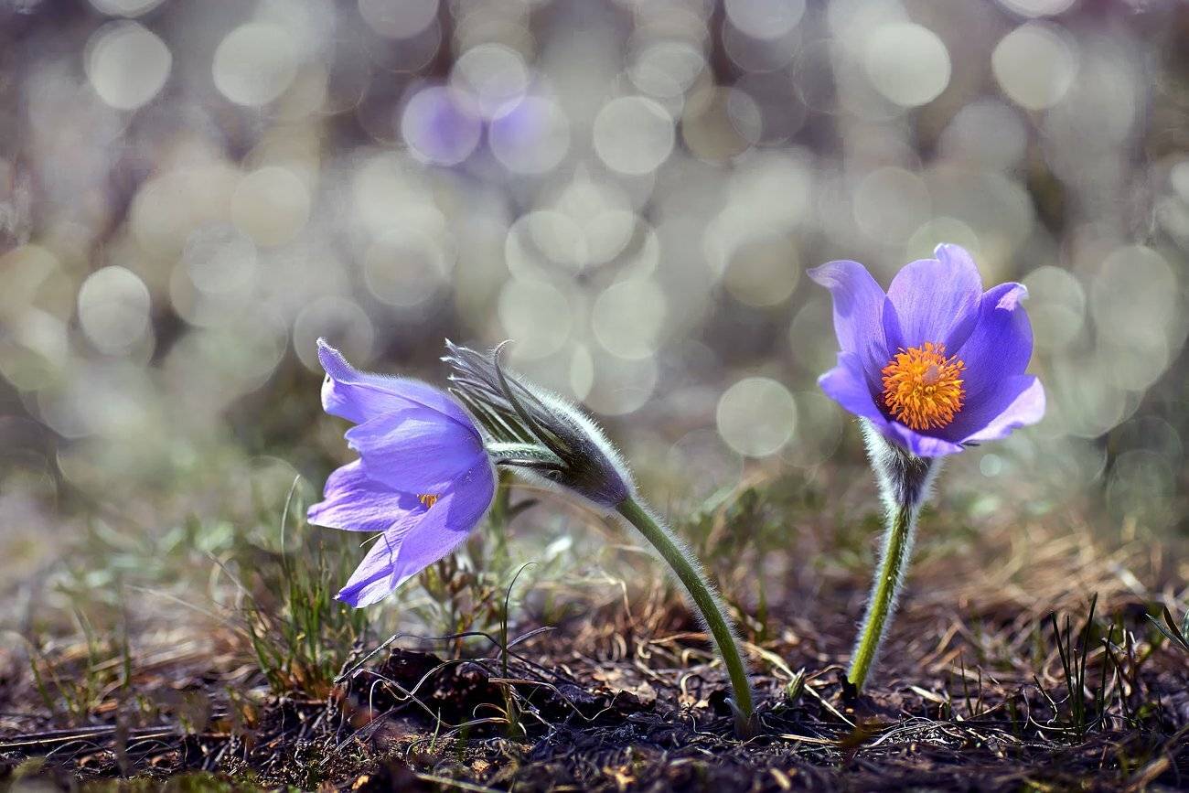 Весна, Качурин алексей, Новотроицк, Орск, Качурин Алексей