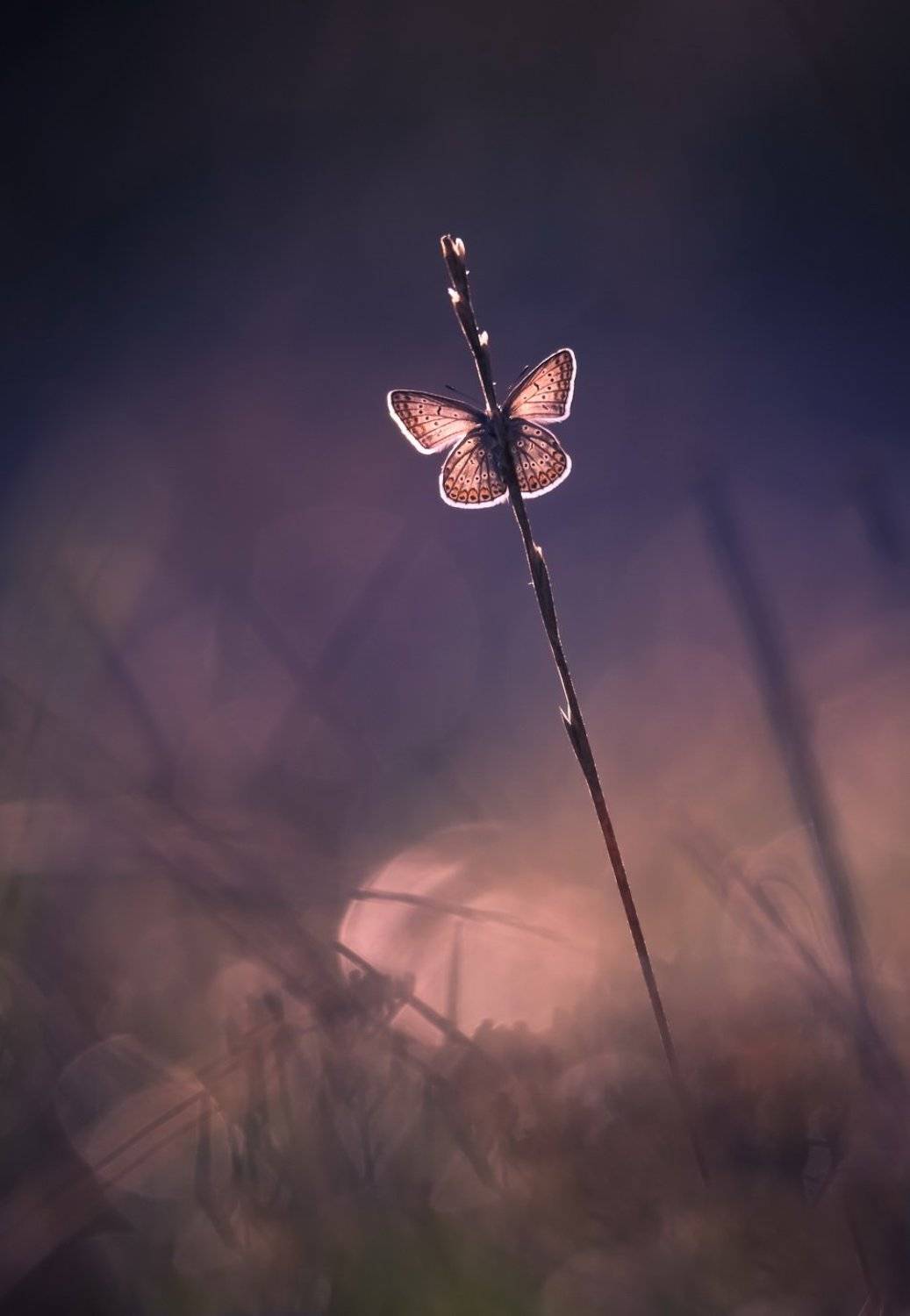 , Вячеслав Мищенко