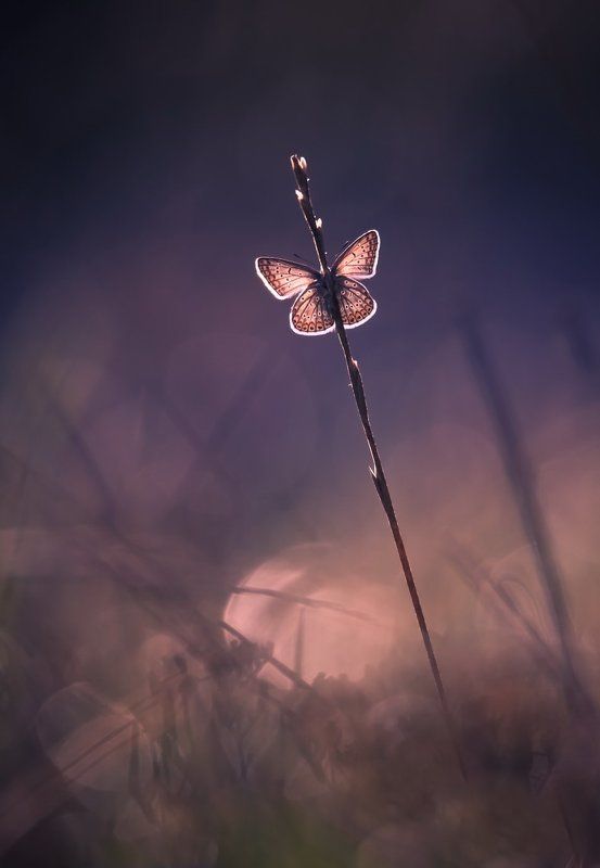 Утренняя. фото превью