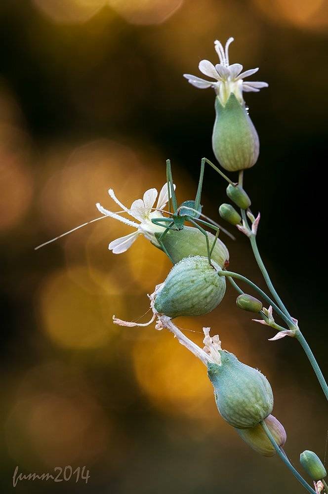 , Игорь ФУММ