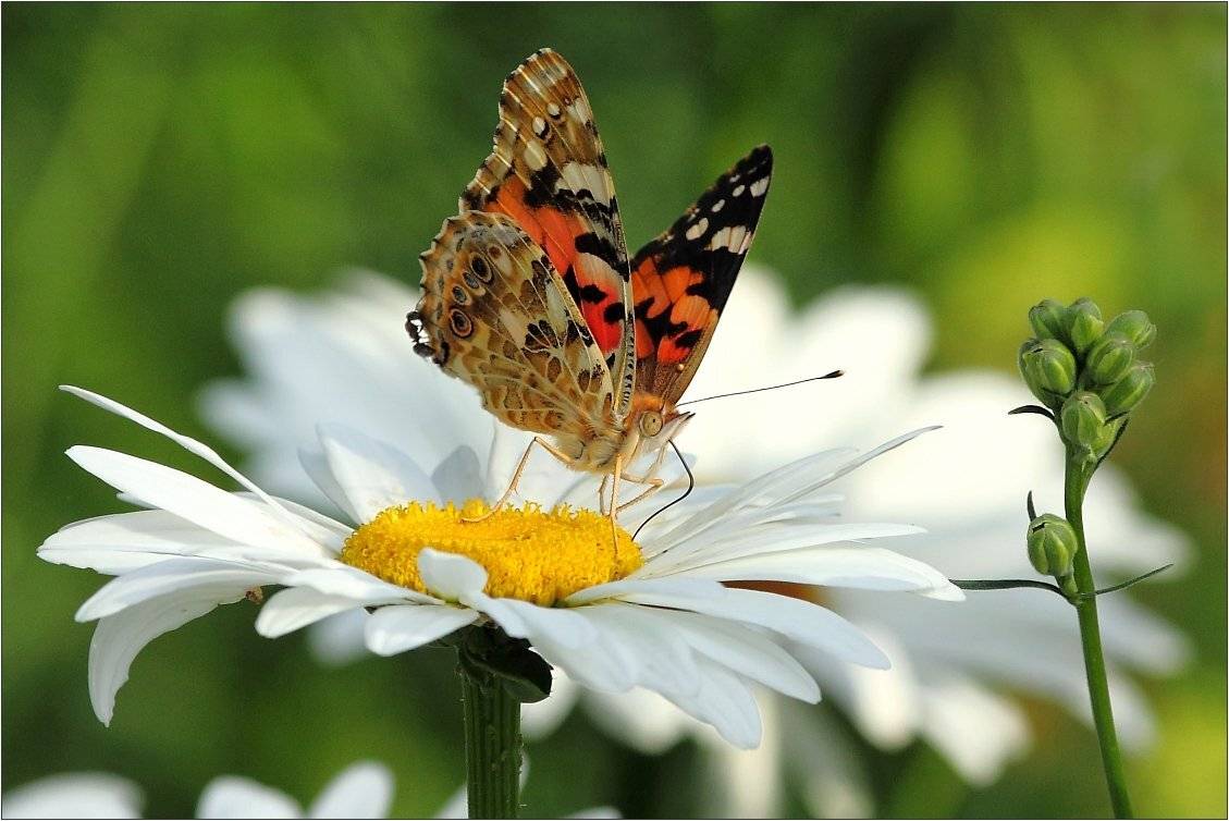 , Сергей Фудиненко