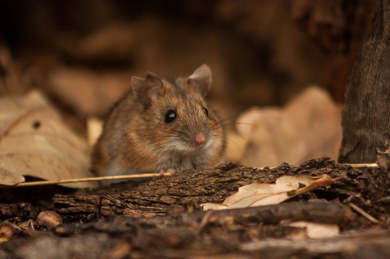 Ох уж эти мыши.... фото превью