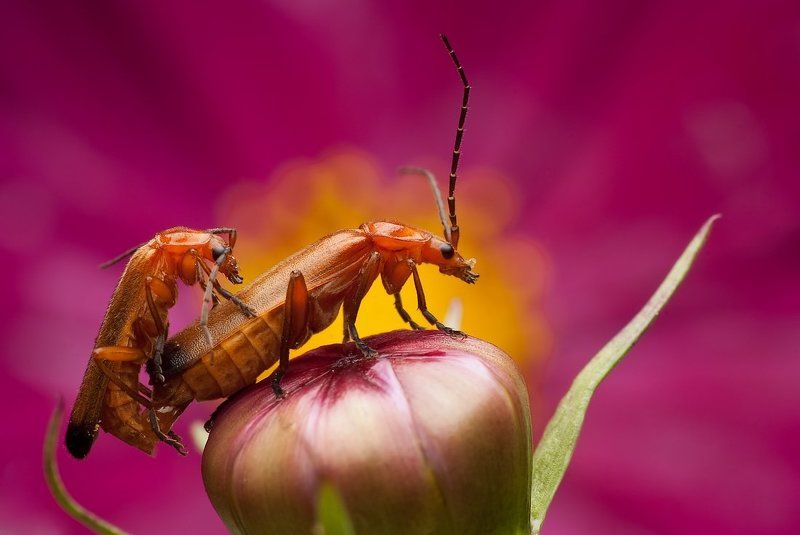 przyłapani фото превью