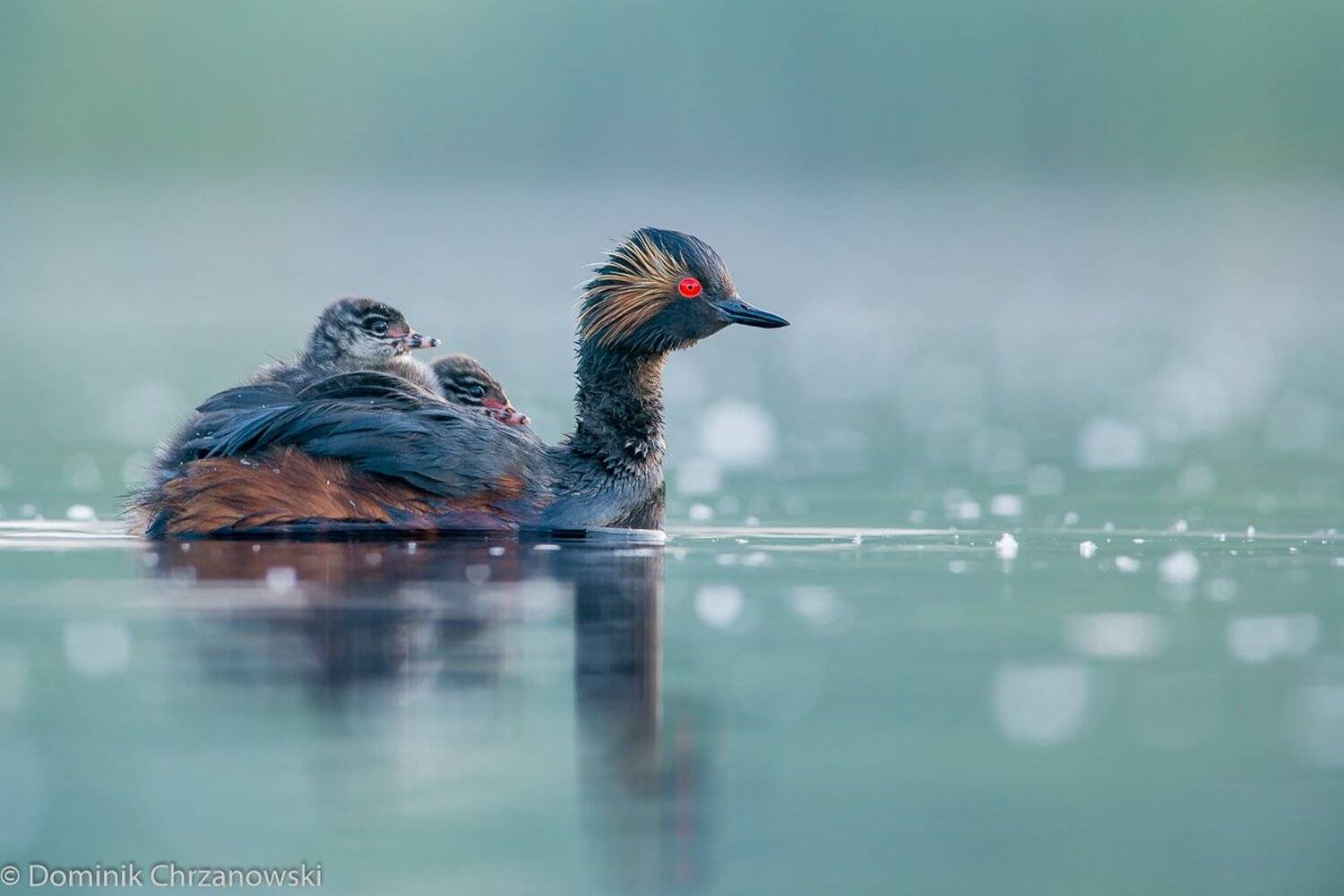 , Dominik Chrzanowski