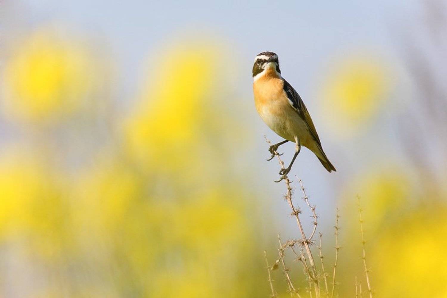 дикая природа, лето, луговой чекан, природа, птица, птицы, телеобъектив, фотоохота, чекан, Алексей Королев