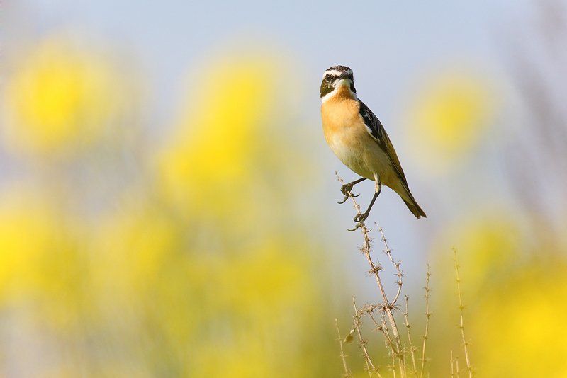 дикая природа, лето, луговой чекан, природа, птица, птицы, телеобъектив, фотоохота, чекан Луговой чекан фото превью