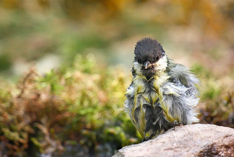 большая синица, дикая природа, природа, птица, птицы, синица, фотоохота После купания фото превью