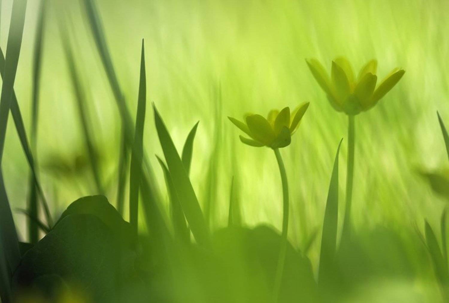 весна, дикая природа, макро, первоцветы, природа, растения, флора, цветок, цветы, Алексей Королев