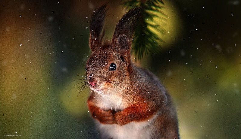 2015, Snow, Squirrel, Белка, Зима, Снег *** фото превью