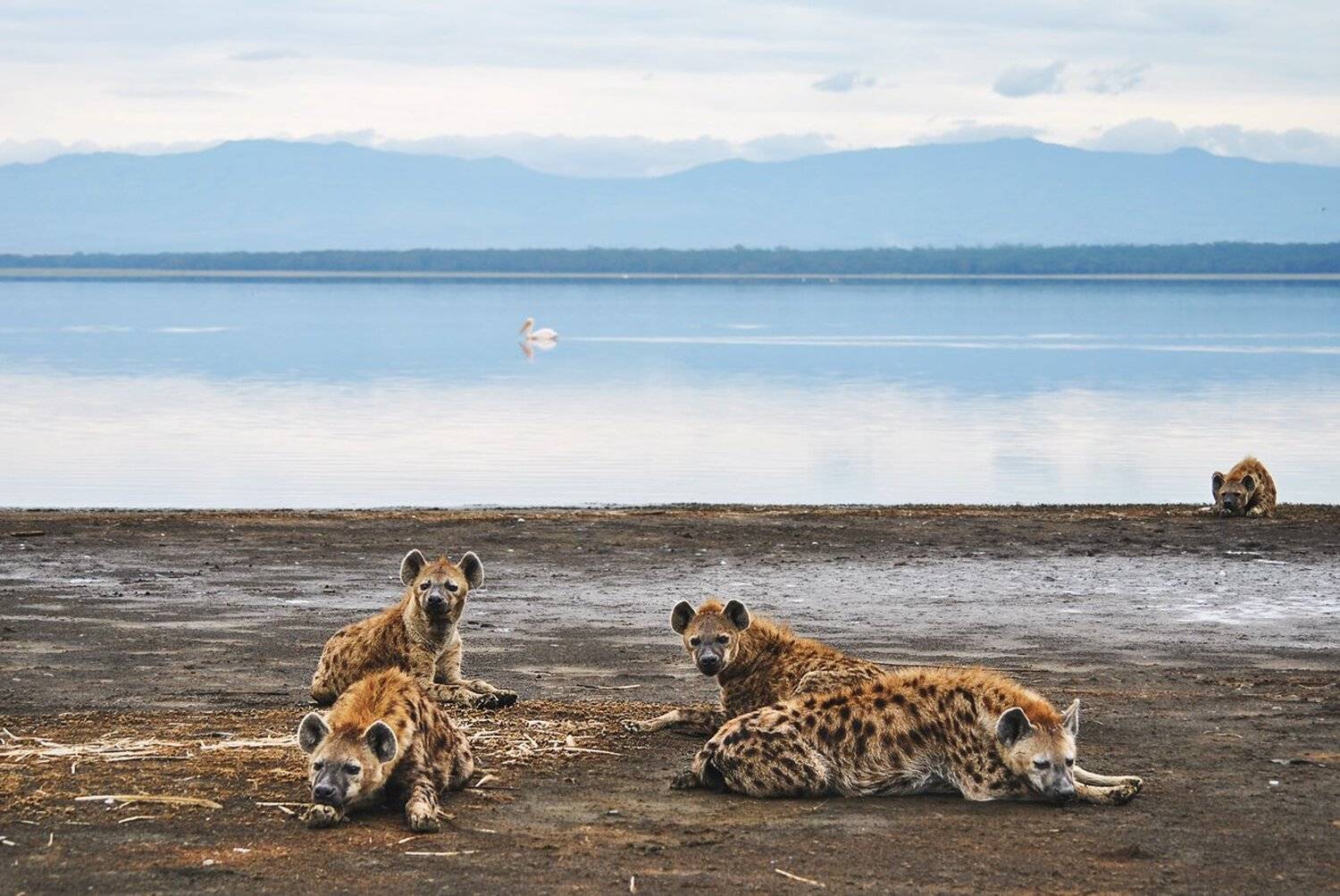 африка, гиена, кения, сафари, Михаил Туркеев