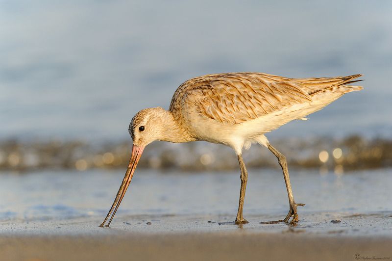Bar-tailed Godwit фото превью