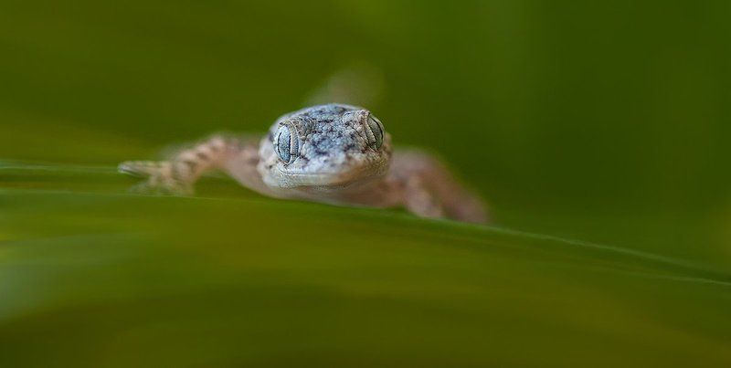 На лужайке. фото превью