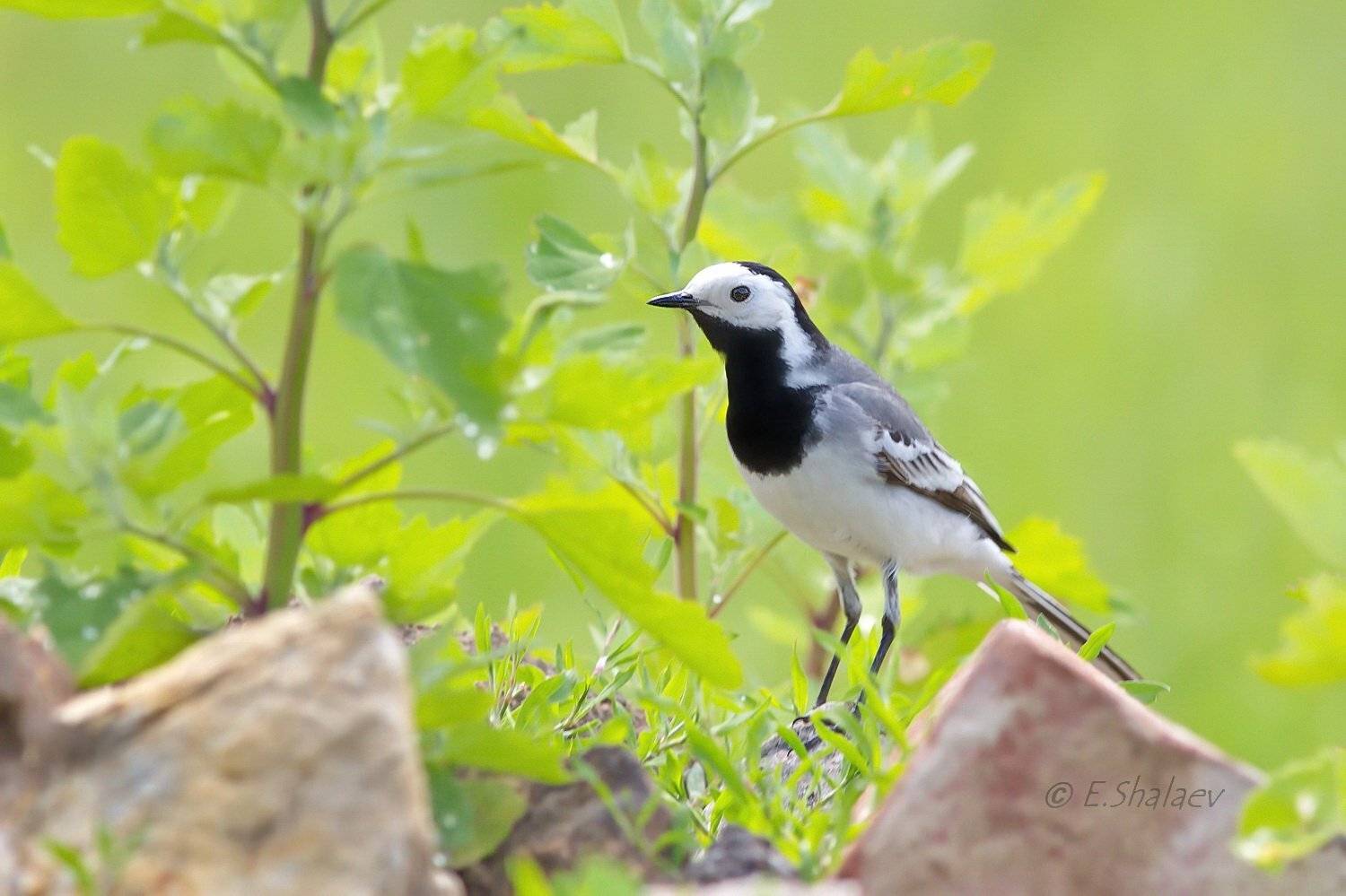 Birds, Motacilla alba, White Wagtai, Белая трясогузка, Птица, Птицы, Трясогузка, Фотоохота, Евгений