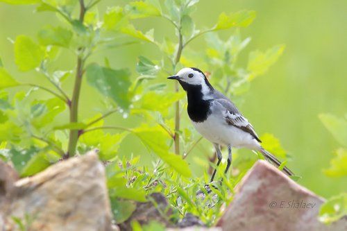 White Wagtail, Белая трясогузка - Motacilla alba