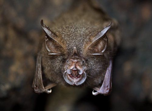 Подковонос