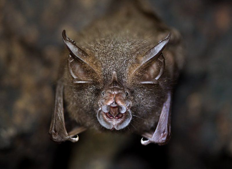 природа, вьетнам, лес, млекопитающие, тропики, азия, дикая природа, viet, vietam, asia, tropics, wildlife, nature, bat, подковонос, летучая мышь Подковонос фото превью