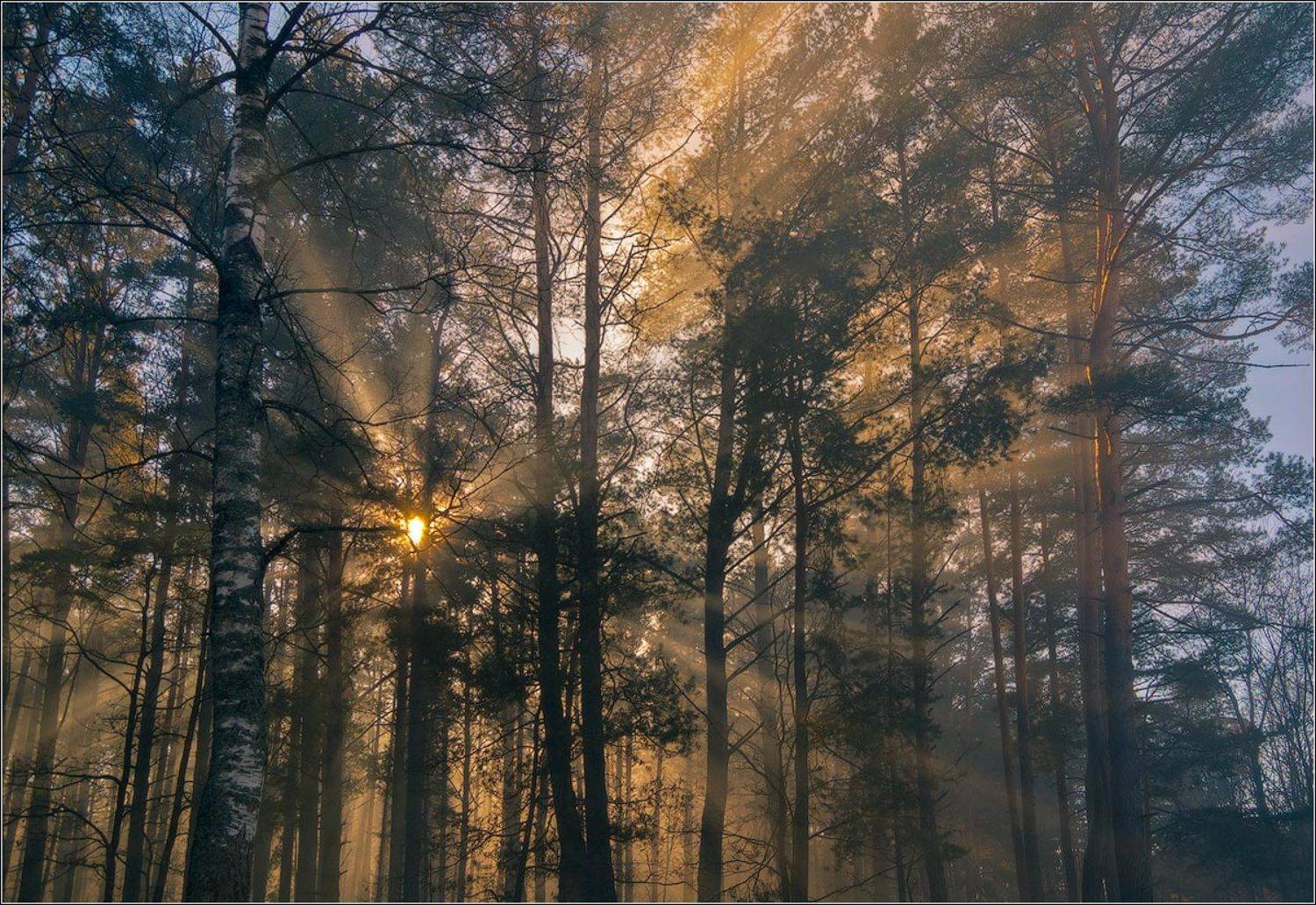 День парк, Andrew Kuzmin