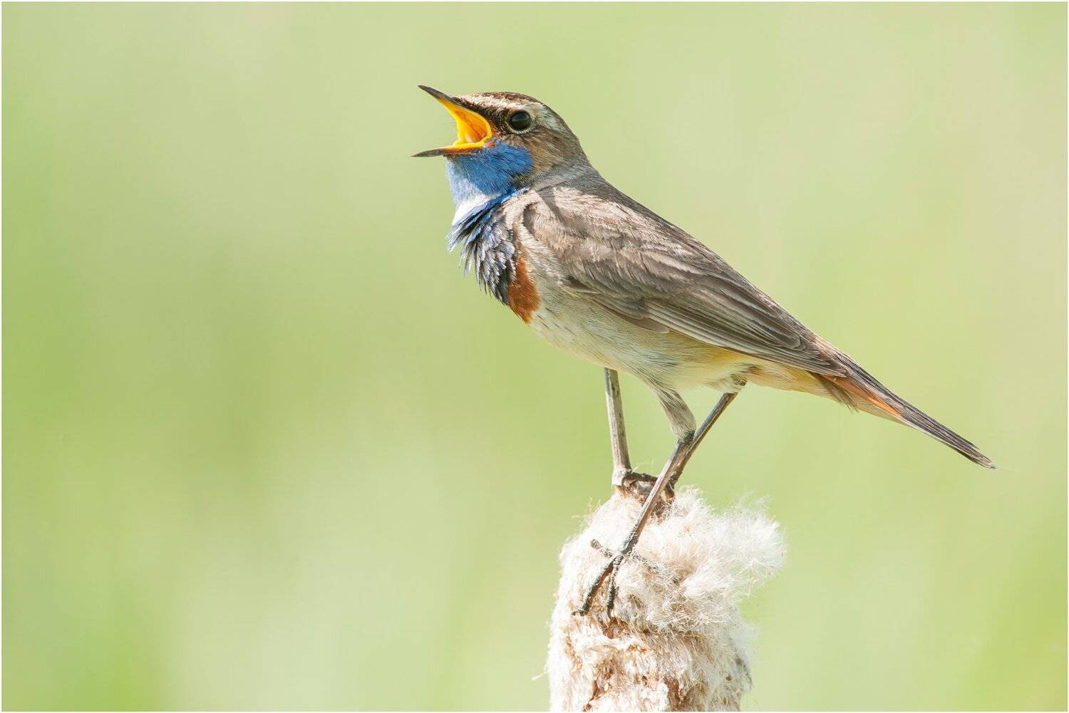 , Валерий Субачев