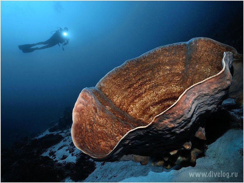 Горонтало, Дайвинг, Индонезия, Кораллы, Креветка ГОРОНТАЛО-3 фото превью