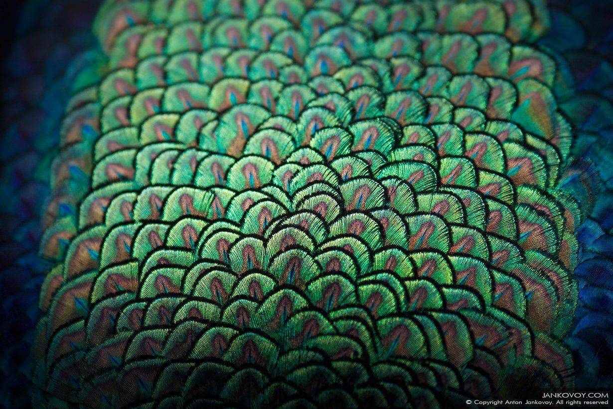 , Антон Янковой (www.photo-travel.com.ua)