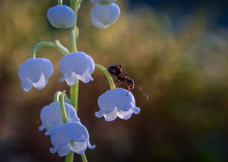 Лето-это маленькая жизнь! фото превью