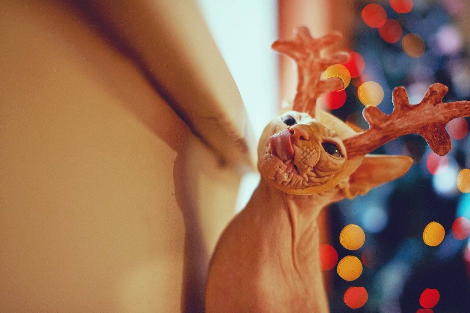 Кот, Новыйгод, Олень, Сфинкс, Дарья