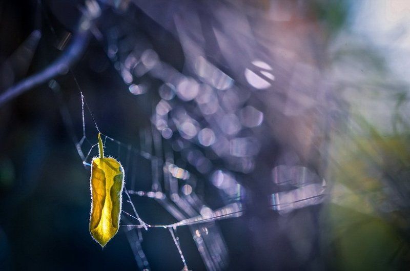 Как часто вижу я сон, в котором осень нам танцует вальс-бостон. фото превью