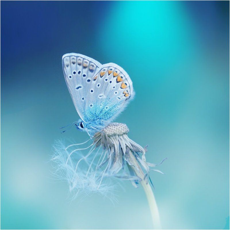 *** фото превью